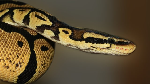 Ilustrasi ular piton. Foto: sipa via Pixabay.