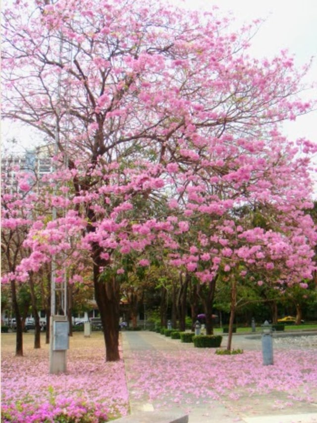1000 Gambar Bunga Sakura Yg Besar Terbaik 1000 Gambar Bunga Sakura Yg Besar Terbaik