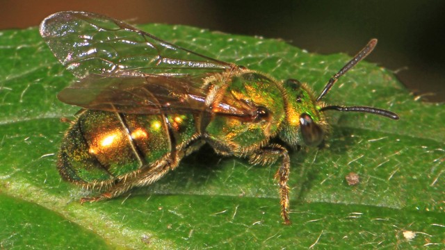 Ilustrasi lebah keringat. Foto: Judy Gallagher via Flickr