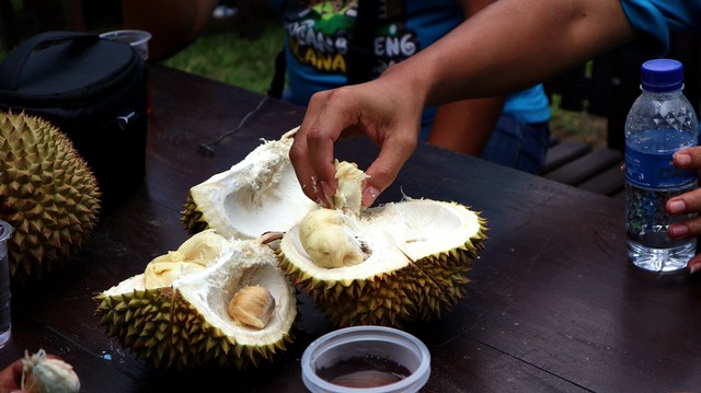 Ilustrasi memilih durian. Foto: Helinsa Rasputri/kumparan