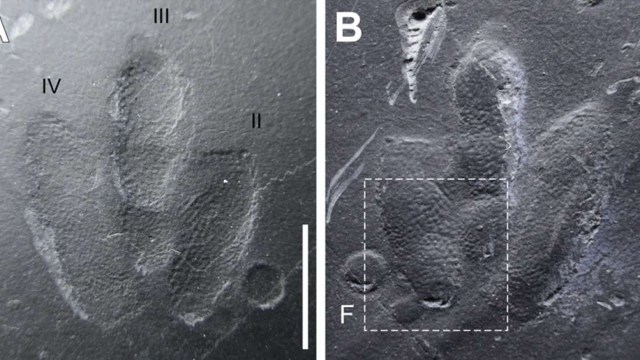 Kulit yang ditemukan di jejak kaki dinosaurus kecil Minisauripus. Foto: Scientific Reports