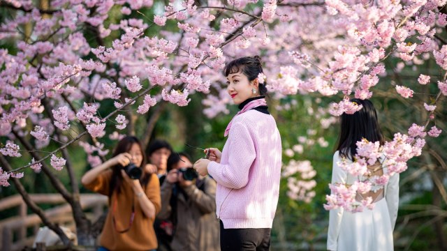 Foto: Melihat Mekarnya Bunga Sakura di Tengah Wabah Virus Corona (1230247)