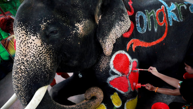 Gajah, Festival Songkran di Ayutthaya, Thailand