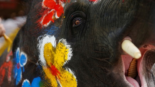 Gajah, Festival Songkran di Ayutthaya, Thailand