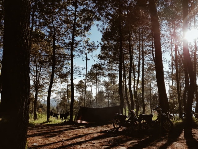 Hiking Santai untuk Pemula di Gunung Putri Lembang (19199)
