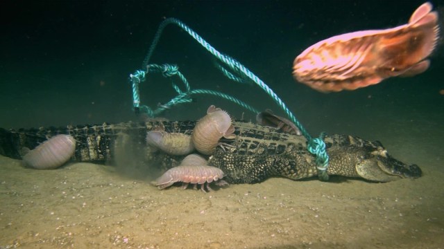 Momen Mengerikan Makhluk Aneh Dasar Laut Memakan Bangkai