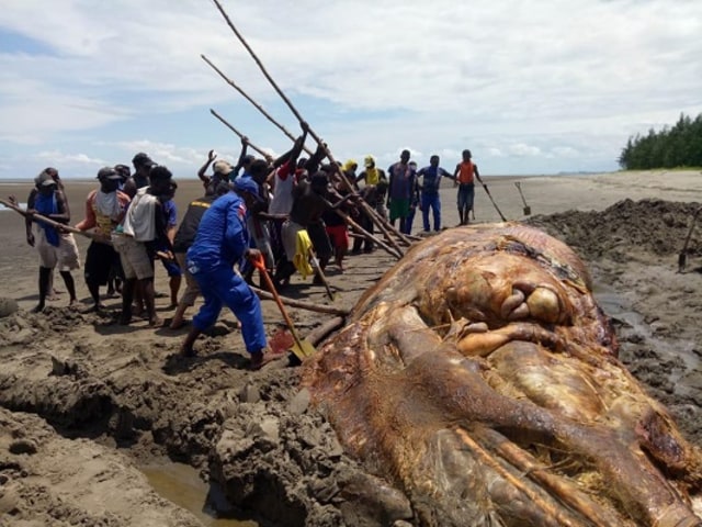 Penguburan bangkai Paus kedua yang ditemukan di Kampung Pantai Timika, Kabupaten Mimika. (Dok: Polres Mimika)