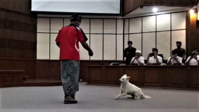 Anjing Kintamani saat ditampilkan di Gedung Wiswasabha kantor Gubernur Bali, Sabtu (13/4) - kanalbali/LSU