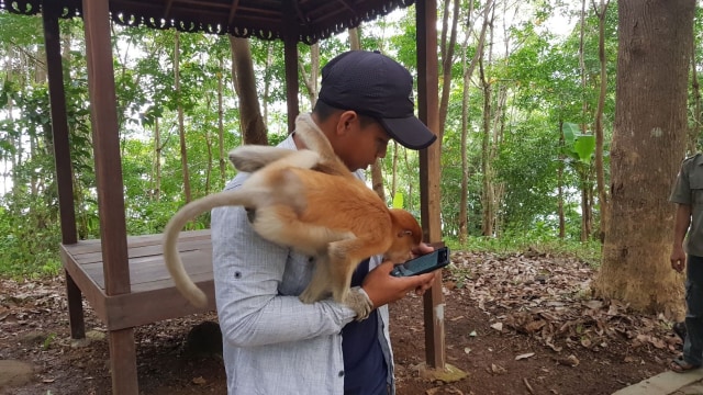 Foto: Polah Lucu Bekantan ketika Dilepasliarkan (263636)