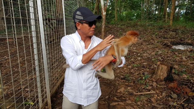 Foto: Polah Lucu Bekantan ketika Dilepasliarkan (263637)