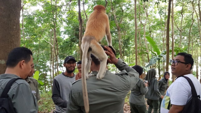 Foto: Polah Lucu Bekantan ketika Dilepasliarkan (263638)