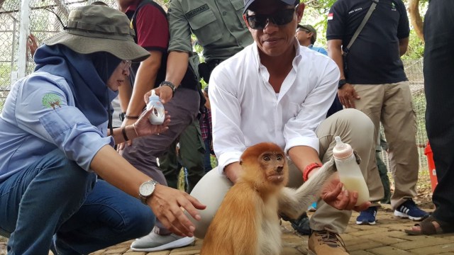 Foto: Polah Lucu Bekantan ketika Dilepasliarkan (263640)