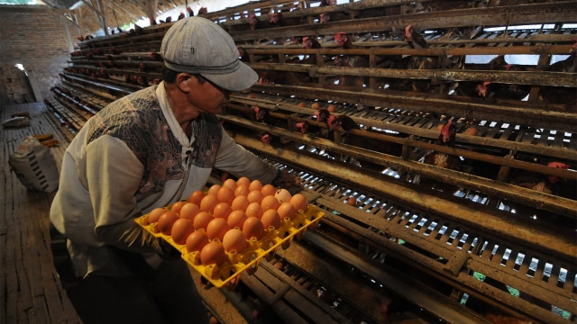 Peternak mengumpulkan telur ayam di Denggungan, Banyudono, Boyolali. Foto: ANTARA FOTO/Aloysius Jarot Nugroho