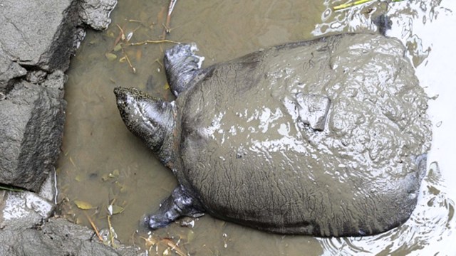 Kura-kura tempurung lunak raksasa Yangtze. Foto: Getty images