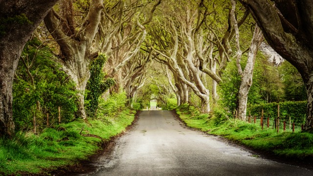 Dark Hedges, Irlandia Utara