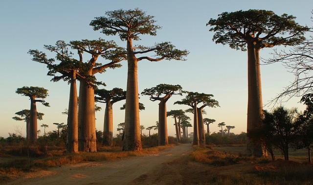 Pohon baobab tumbuh di dataran Afrika. Foto: dok. Wikimedia Commons