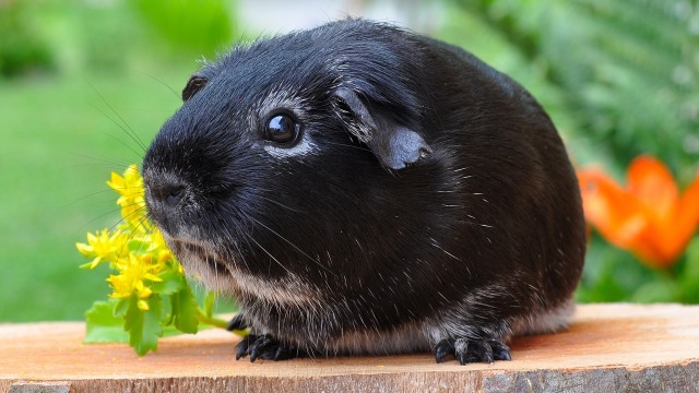 Guinea pig alias tikus belanda. Foto: pixhere
