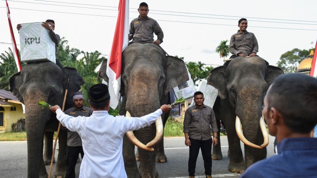 Mahout Indonesia naik gajah mengangkut bahan pemilu ke tempat pemungutan suara di provinsi Aceh. Foto: AFP/CHAIDEER MAHYUDDIN