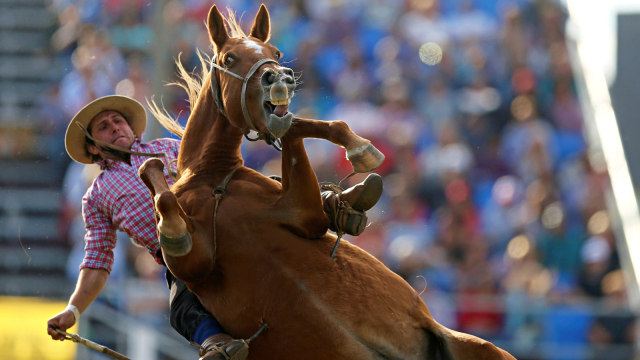 Seorang gaucho saat beraksi menaklukan kuda liar dalam Festival Creole di Montevideo, Uruguay. Foto: Reuters/Andres Stapff