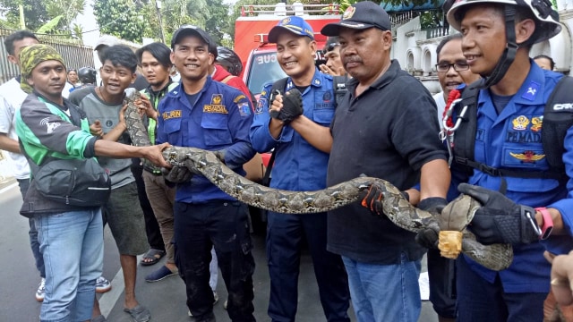 Petugas damkar menunjukkan ular sanca yang berhasil dievakuasi di kawasan Pasar Minggu. Foto: Denny Armandhanu/kumparan