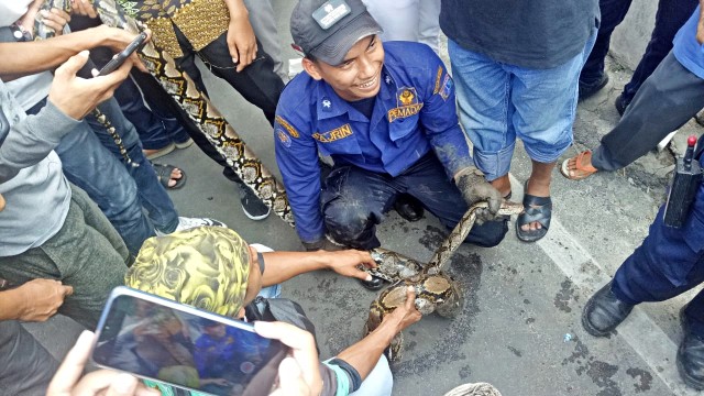 Petugas damkar berhasil mengevakuasi seekor ular sanca dari saluran air. Foto: Denny Armandhanu/kumparan