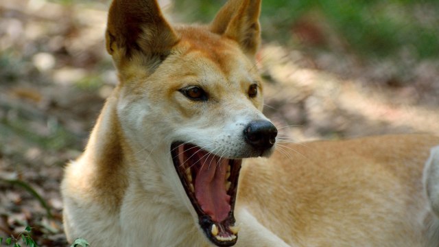 Ilustrasi anjing dingo Australia. Foto: Shutterstock
