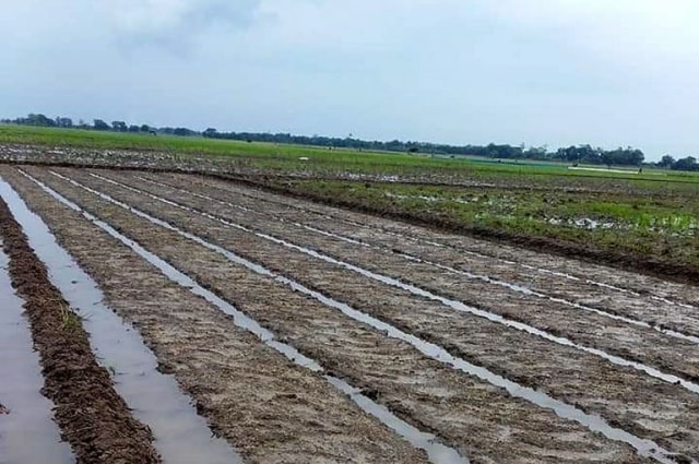 Sejumlah areal persawahan sudah siap untuk dilakukan masa tanam musim kedua atau musim sadon di Kabupaten Indramayu, Jawa Barat. (Nafis)