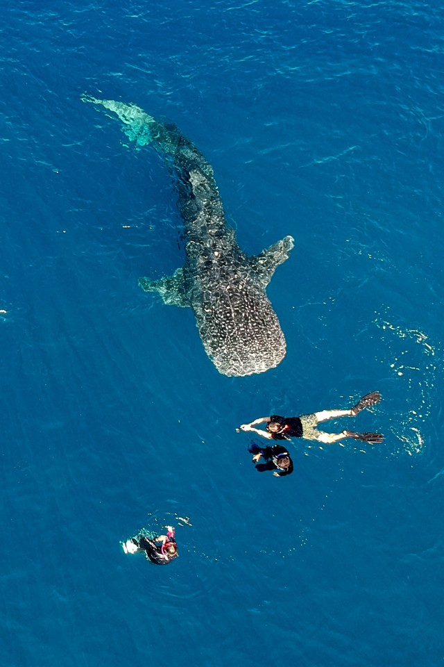 Sejumlah wisatawan berenang bersama seekor Hiu Paus di perairan Botubarani, Kabupaten Bone Bolango, Gorontalo, Minggu (21/4). Foto: ANTARA FOTO/Dian Bawenti