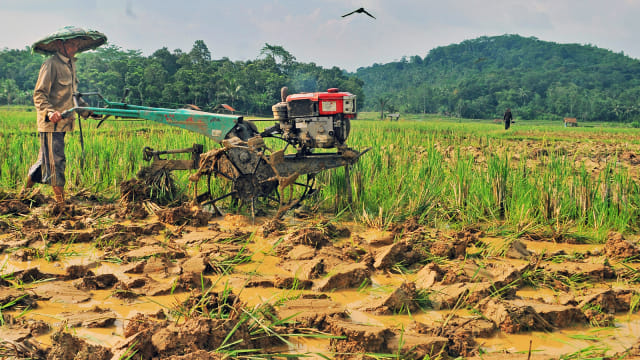 Petani membajak sawah menggunakan traktor. Foto: ANTARA FOTO/Muhammad Bagus Khoirunas