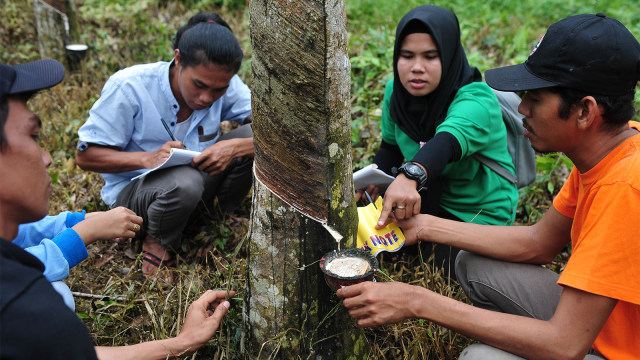 perkebunan karet