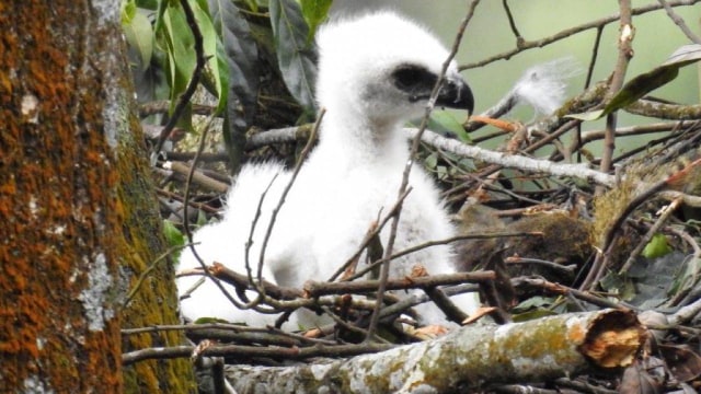 Bayi elang jawa di Gunung Gede Pangrango. Foto: Mukti (Kader Konservasi TNGGP)