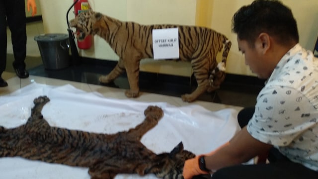 Kulit harimau Sumatera dengan kondisi basah ditemukan tim gabungan di salah satu toko tersangka. (Irwanda/Langkan.id),
