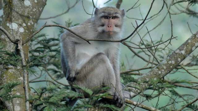 Seekor monyet ekor panjang (Macaca fascicularis) duduk di dahan pohon. Foto: ANTARA FOTO/Aloysius Jarot Nugroho