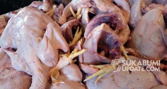 Ayam potong di PSM Cibadak, Kabupaten Sukabumi. | Sumber Foto:Suhendi