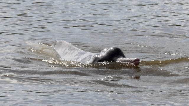 Penampakan hewan langka Lumba-lumba sungai Araguiana. Foto: Rio Cicica via wikimedia commons.