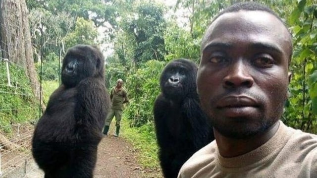 Dua gorila berpose mirip manusia dalam sebuah foto selfie. Foto: Mathieu Shamavu/Taman Nasional Virunga via Facebook.