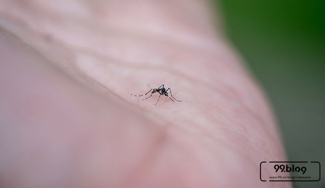 Dijamin Ampuh, Ini 7 Jenis Tanaman Pengusir Nyamuk