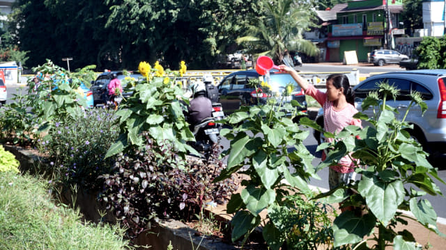 Sejumlah Tanaman Menghiasi Jalan Kalimalang
