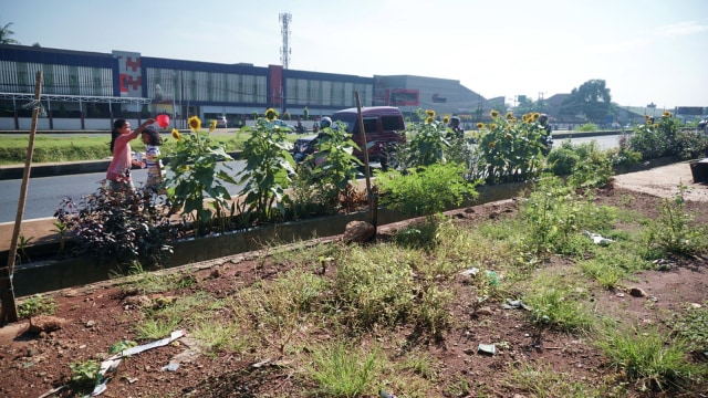 Sejumlah Tanaman Menghiasi Jalan Kalimalang