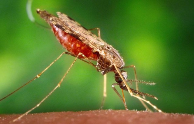 Nyamuk Anopheles penyebar malaria. Foto: James Gathany, USCDC via Pixnio