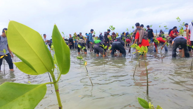 Ratusan Mahasiswa Universitas Halu Oleo dari FHIL menanam 1000 bibit mangrove, Kamis (25/04). Foto: Lukman Budianto/kendarinesiaid 