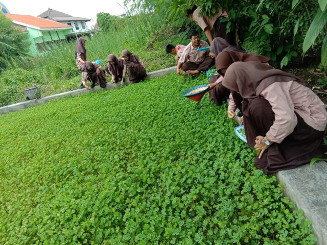 Lahan semanggi seluas 15x8 meter di SMAN 12 Surabaya. Dok. SMAN 12 Surabaya