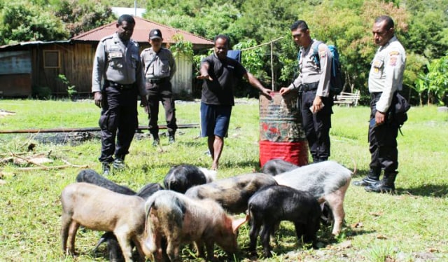 CARA MEMBUAT KANDANG  TERNAK BABI  YANG SEDERHANA  BEBAS 