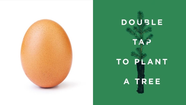 Menyusul telur, sebuah pohon mendapat belasan juta like di Instagram. (foto: Instagram/@world_record_egg dan @tentree)