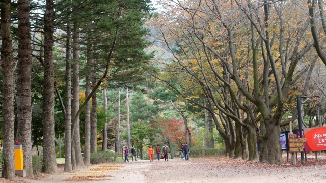 Keindahan pohon-pohon di Nami Island, Korea Selatan. Foto: Khiththati/acehkini