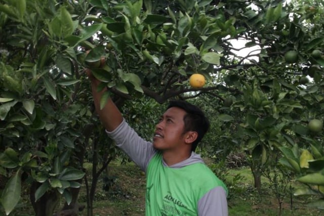 Jimy Satria saat berada di kebunnya di Desa Gadingkulon, Kecamatan Dau, Kabupaten Malang, sabtu (27/4).(foto: Rino Hayyu S/Tugu Malang).