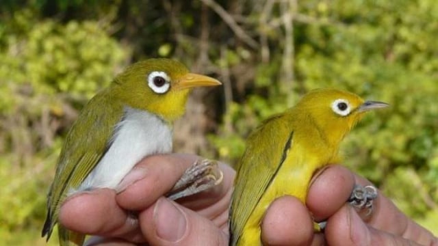 Burung mata putih Wangi-wangi (kiri) dan burung mata putih Wakatobi (kanan). Foto: Nicola Marples and David Kelly