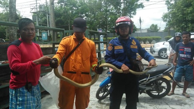 Tim Animal Rescue Damkar Kobar evakuasi ular king kobra dari toko warga. (Foto: Joko Hardyono)