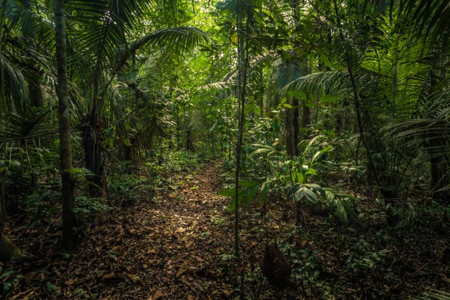 Hutan Amazon Foto: Shutter Stock