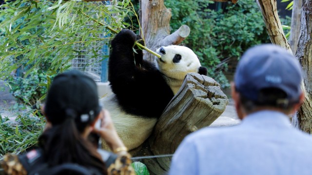 Warga California melihat tingkah panda jantan raksasa Xiao Liwu saat di Kebun Binatang San Diego, California, Amerika Serikat. Foto: REUTERS/Mike Blake